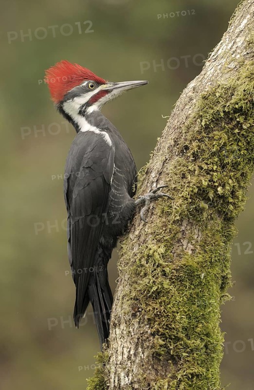 Pileated Woodpecker (Dryocopus pileatus), British Columbia, Canada