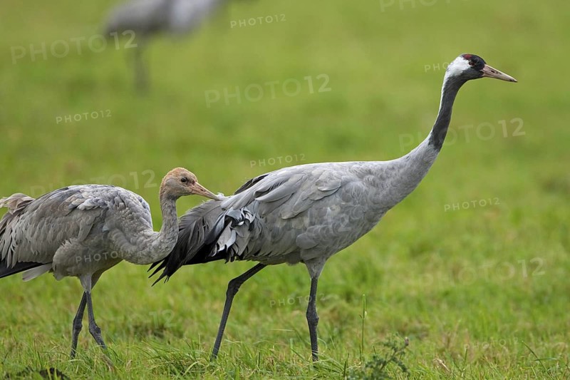 Common Crane (Grus grus), Mecklenburg-Western Pomerania, Germany