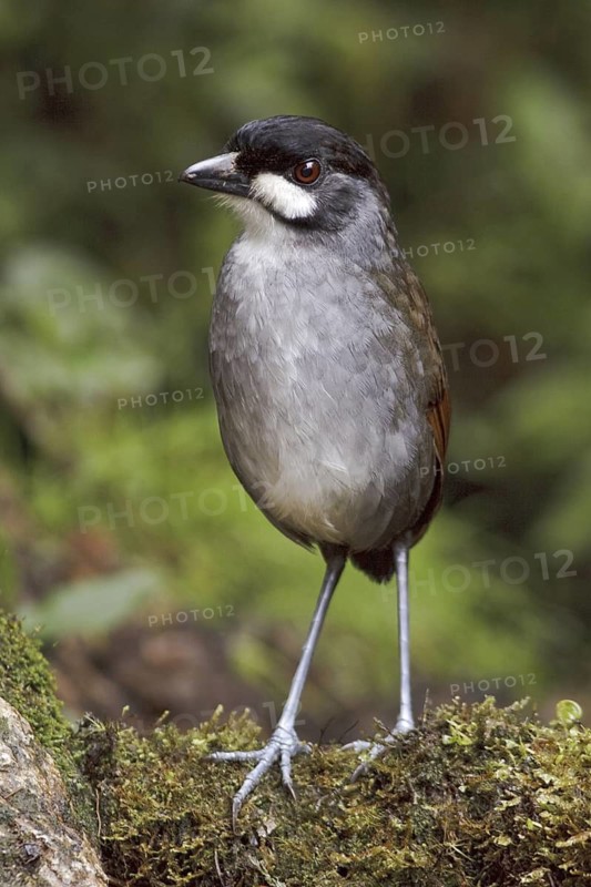 Jocotoco Antpitta (Grallaria ridgelyi), Ecuador