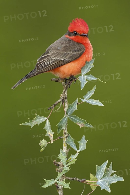 Vermilion Flycatcher (Pyrocephalus rubinus), Texas, USA