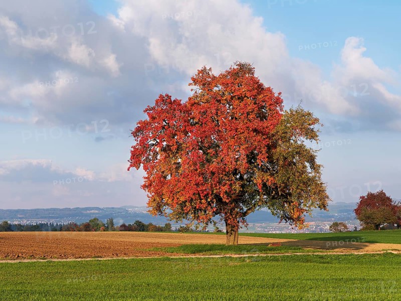 Red discoloured pear tree (Pyrus), standing in a meadow, Beinwil, Freiamt, Canton Aargau, Switzerland
