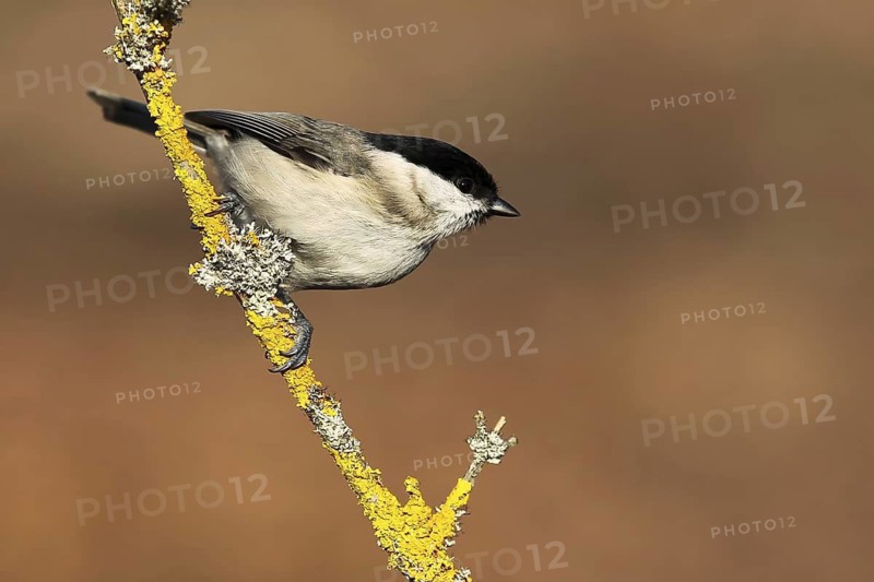 Marsh Tit (Poecile palustris), Baden-Wuerttemberg, Germany