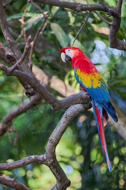 Scarlet Macaw (Ara macao) Colombia