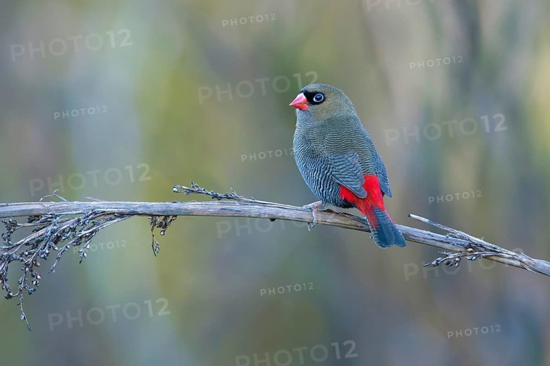Beautiful Firetail (Stagonopleura bella) perched on a branch, Victoria, Australia