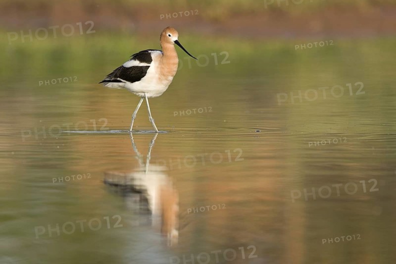 American Avocet (Recurvirostra americana), Arizona, USA