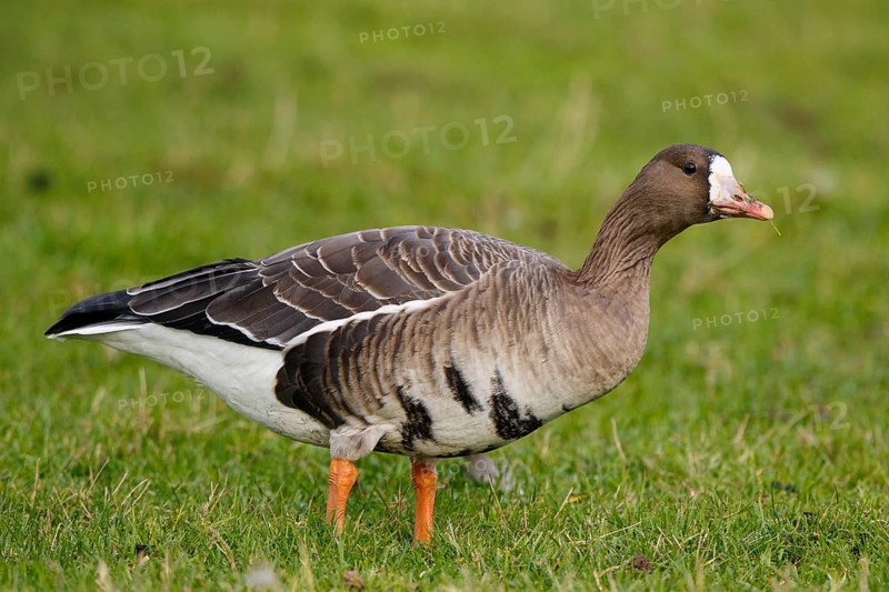 Greater White-fronted Goose (Anser albifrons) foraging, North Rhine-Westphalia, Germany