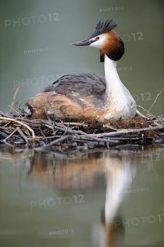 Great Crested Grebe (Podiceps cristatus) nest, Lower Saxony, Germany