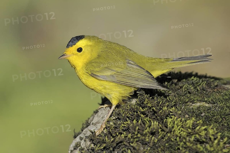 Wilson's Warbler (Cardellina pusilla), British Columbia, Canada
