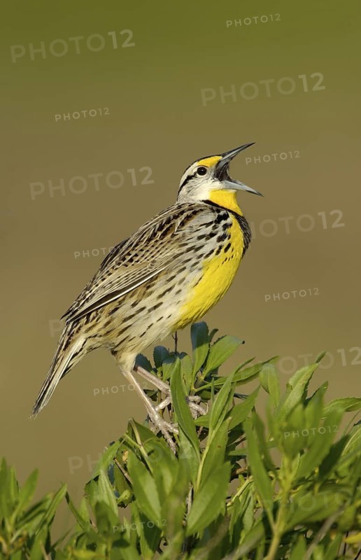 Eastern Meadowlark (Sturnella magna) singing, Texas, USA