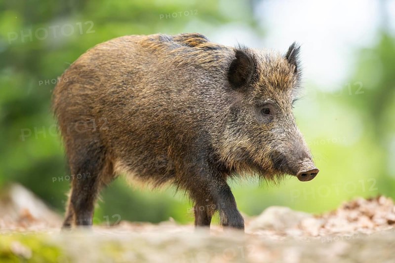 Wild boar (Sus scrofa) walking in a forest, Bavaria, Germany