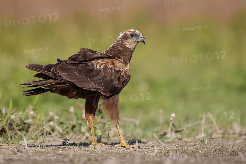 Western Marsh Harrier (Circus aeruginosus), Poland