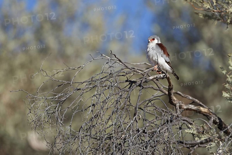 Pygmy Falcon (Polihierax semitorquatus) female, Northern Cape, South Africa