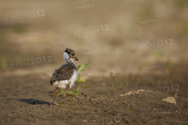 Northern Lapwing (Vanellus vanellus) chick, North Rhine-Westphalia, Germany