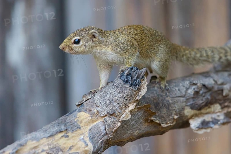 Grey-footed squirrel, gambian sun squirrel (Heliosciurus gambianus) Gambian sun squirrel, Balaba nature camp, Janjabureh, South Bank, Gambia