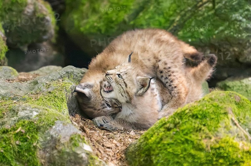 Eurasian lynx (Lynx lynx) mother with her youngsters (cubs) playing between rocks with each other in a forest, Bavaria, Germany