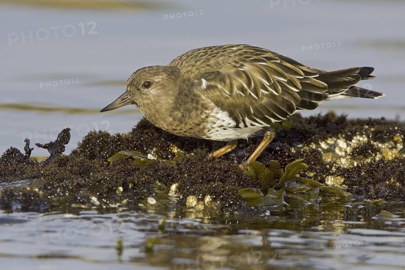 Black Turnstone (Arenaria melanocephala), British Columbia, Canada