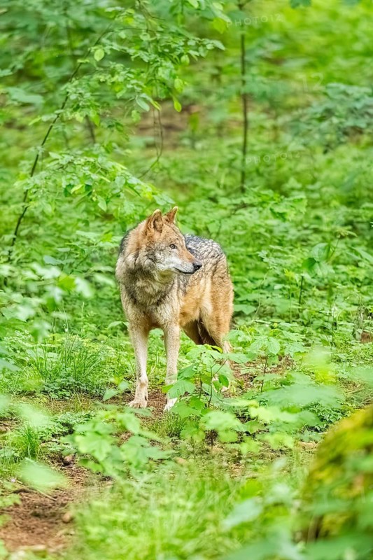 European gray wolf (Canis lupus lupus) in the forest, Germany