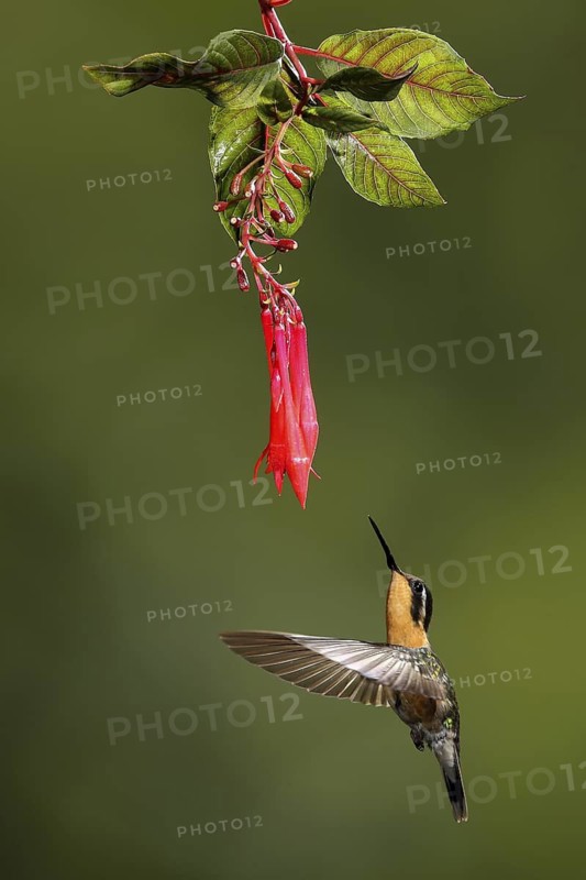 Purple-throated Mountaingem (Lampornis calolaemus) female flying while feeding at a flower, Bosque de Paz, Costa Rica