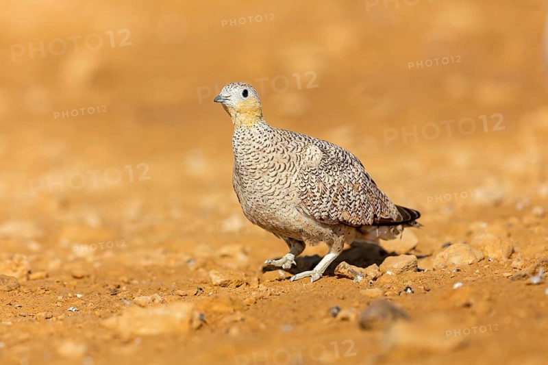 Crowned flying fowl, (Pterocles coronatus), North America, Middle East, family of flying fowl, chicken bird, Celias Waterhole, Ezuz, HaDarom, Israel