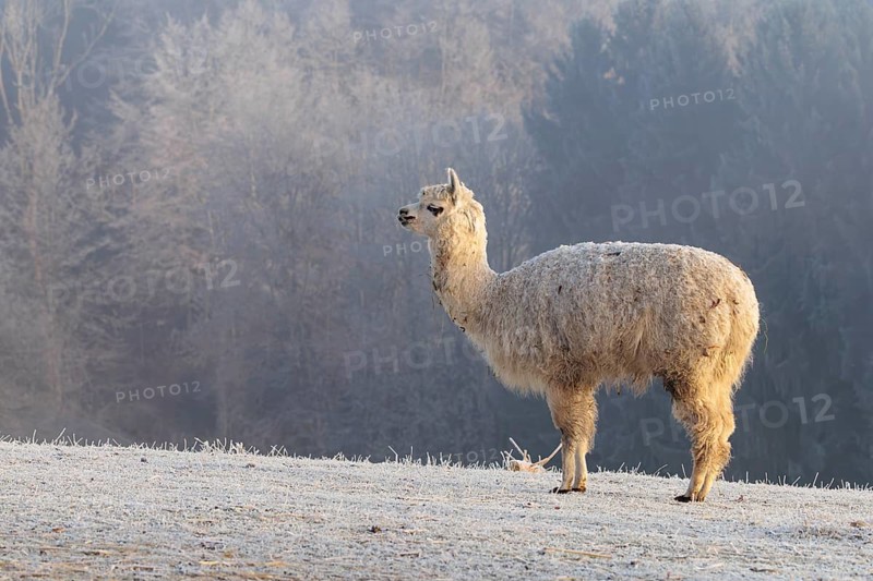 Alpaca (Vicugna pacos), white animal, adult animal, female animal, standing, frost-covered meadow, hilly terrain, forest, fog, winter, snow, minus 15 °C, farm animal, Slovakia