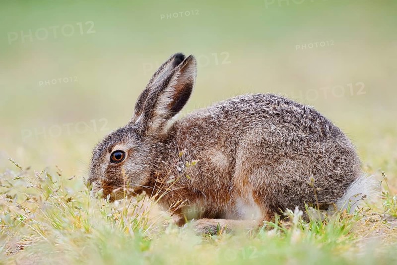 European hare (Lepus europaeus), young animal sitting in a meadow and eating grasses, North Rhine-Westphalia, Germany