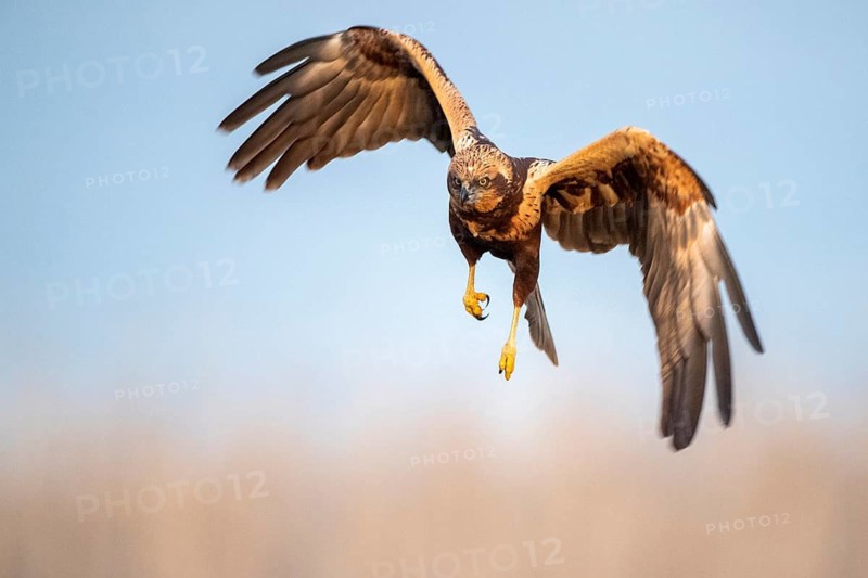 Western Marsh Harrier (Circus aeruginosus) male flying, Castile-La Mancha, Spain