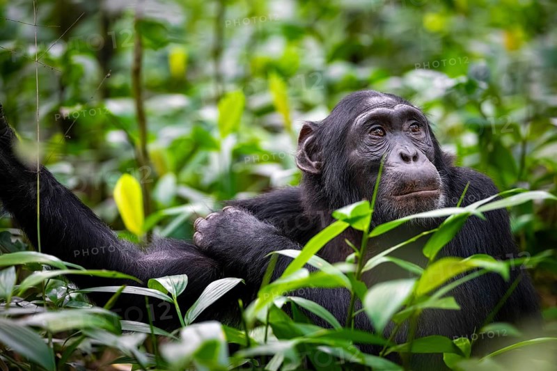 Animal portrait, chimpanzee (Pan Troglodytes) looking longingly, hopeful, adult male between leaves in the jungle, Kibale National Park, Uganda