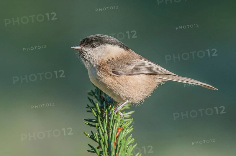 Swamp tit (Parus palustris) Marsh Tit • Baden-Württemberg, Germany, Baden-Württemberg, Federal Republic of Germany