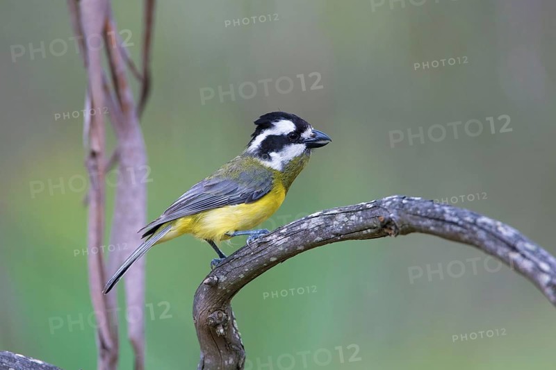 Crested Shriketit (Falcunculus frontatus) female, Victoria, Australia