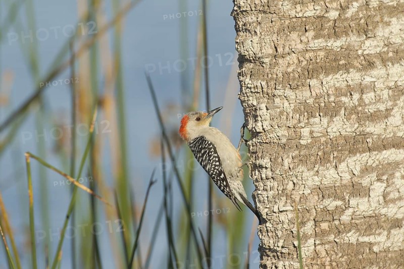 Red-bellied Woodpecker (Melanerpes carolinus) female climbing up tree, Florida, USA