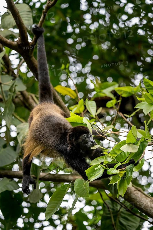 Mantled howler (Alouatta palliata) eating leaves in a tree, Cahuita National Park, Costa Rica