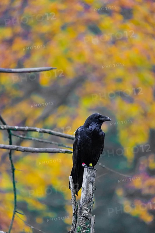 One common raven (Corvus corax) sits on a twig of a dead tree with fall foliage in the background