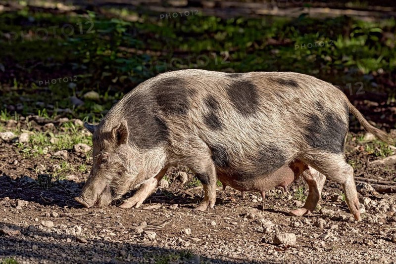 Pot-bellied pig (Sus scrofa f. domestica), female, sow, snuffling in dry stony ground, Poing Wildlife Park, Upper Bavaria, Bavaria, Germany