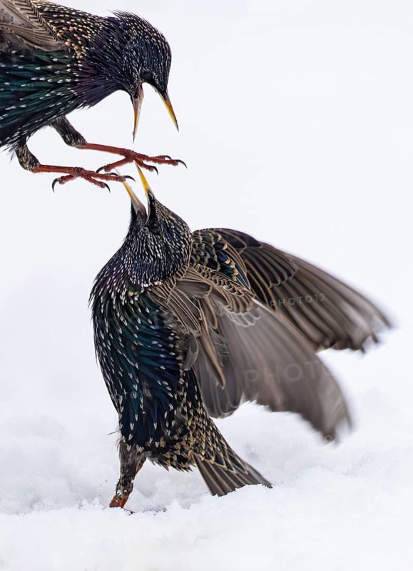 Starling (Sturnus vulgaris), close-up, two adult birds attacking each other in flight in an aggressive territorial fight in winter in the snow, Baden-Württemberg, Germany