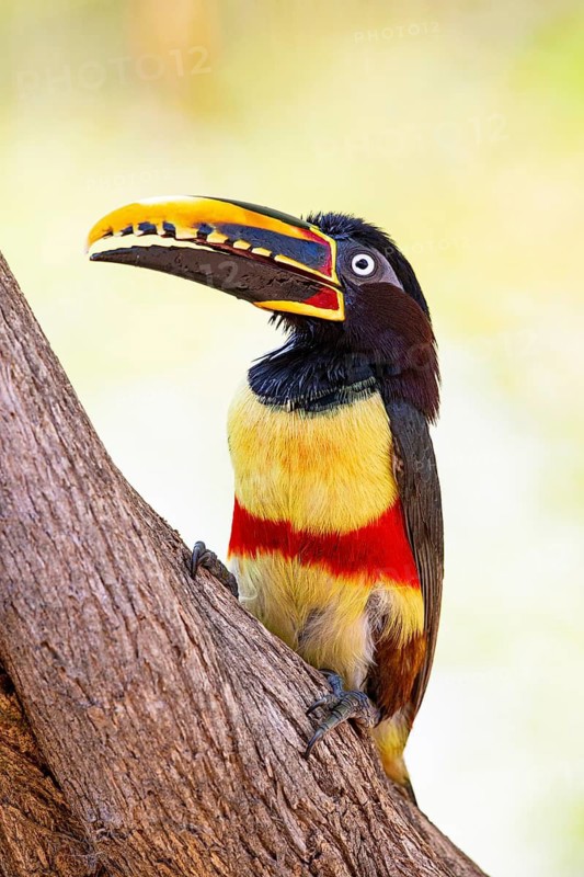 Chestnut-eared aracari (Pteroglossus castanotis) Pantanal Brazil#