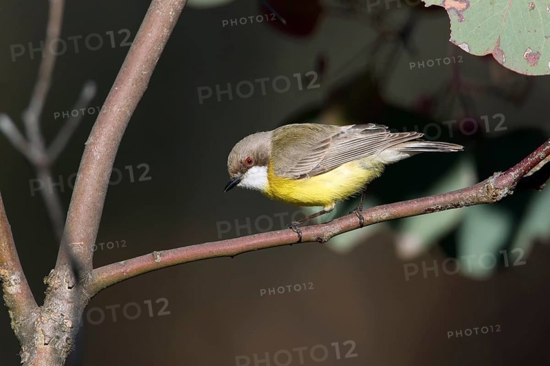 White-throated Gerygone (Gerygone olivacea), Victoria, Australia