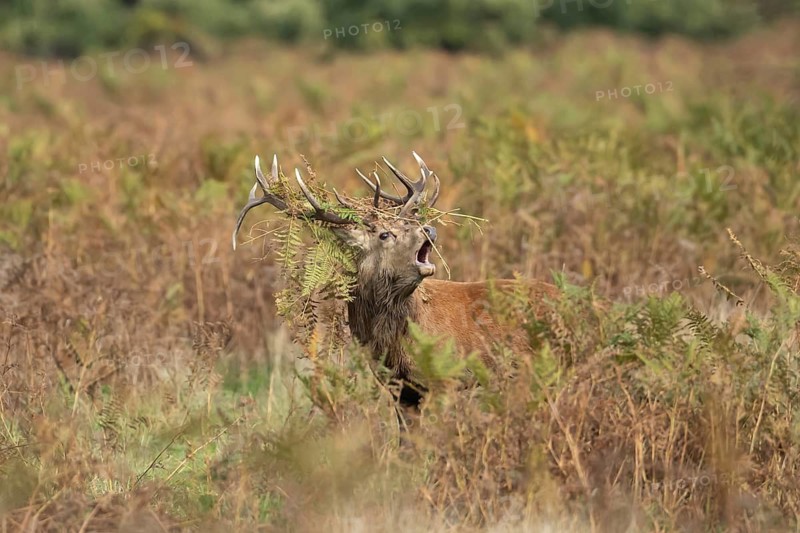 Red deer (Cervus elaphus) adult male stag animal roaring with its mouth open during the rutting season in autumn, England, United Kingdom