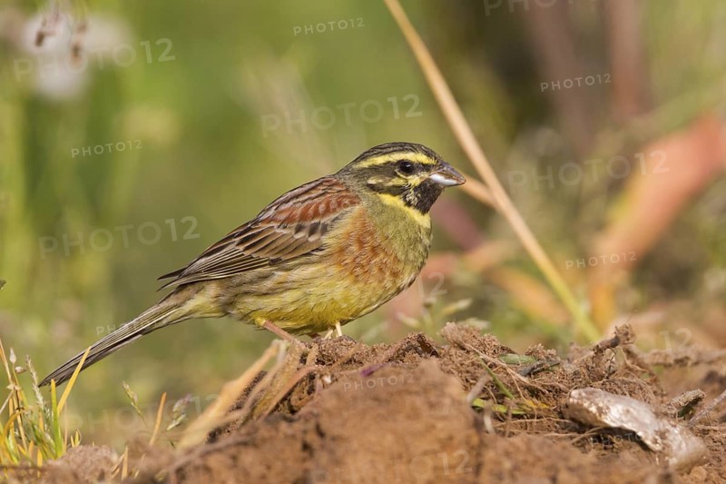 Cirl Bunting - Zaunammer - Emberiza cirlus, Germany, adult male