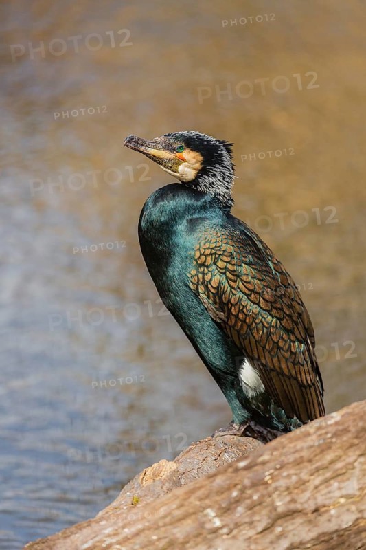 Great cormorant, Phalacrocorax carbo, sits on a branch