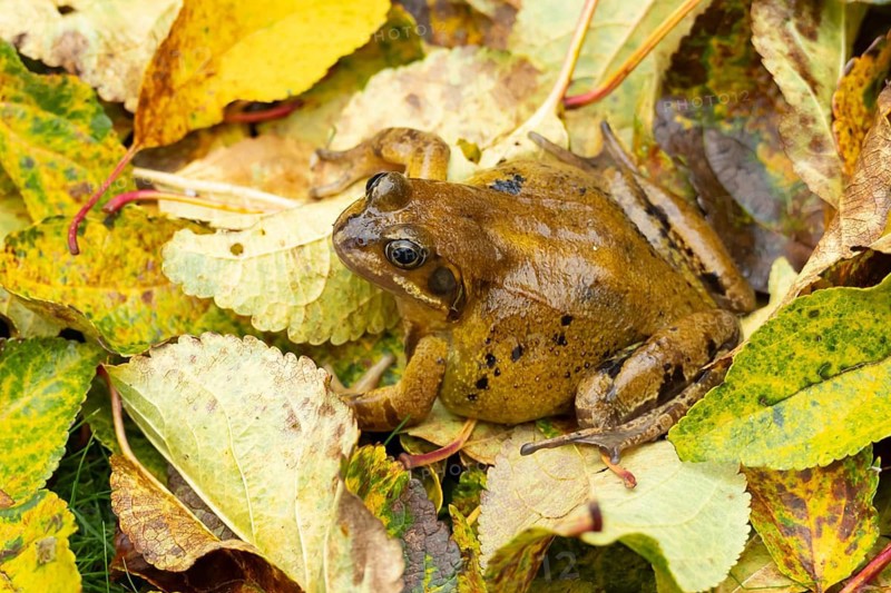 Common frog (Rana temporaria) adult amphibian on fallen autumn leaves in a garden, England, United Kingdom