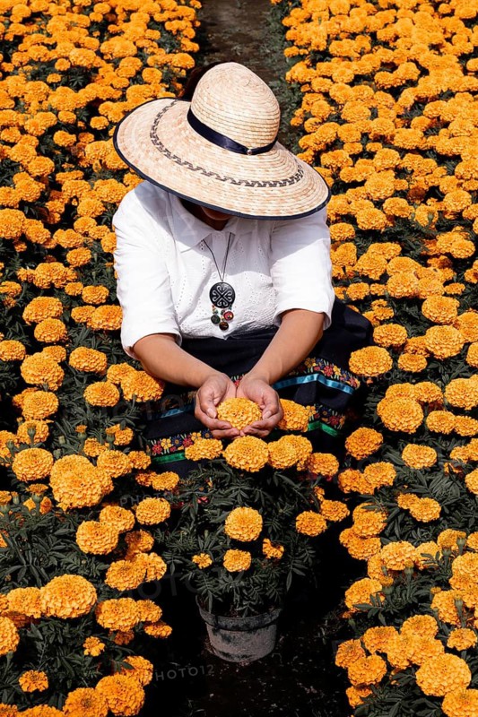 A woman tends to vibrant cempasuchil flowers in Xochimilco, Mexico, traditionally used in Day of the Dead altars, showcasing the rich cultural heritage and beauty