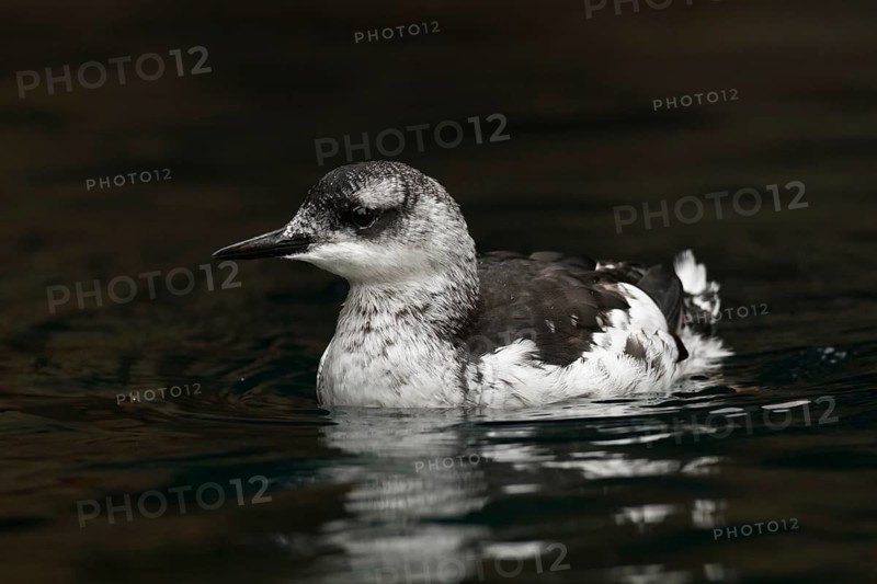 Black Guillemot (Cepphus grylle), Schleswig-Holstein, Germany