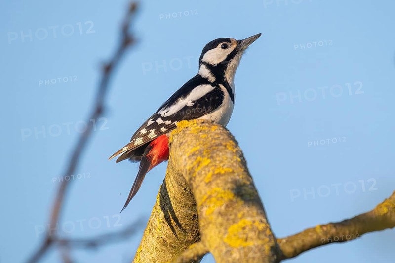 Great spotted woodpecker (Dendrocopos major) sitting on a branch in a walnut tree, evening light, Baden-Württemberg, Germany