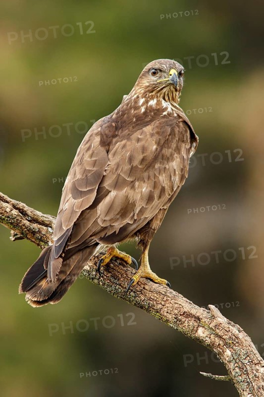 Common Buzzard (Buteo buteo), perched on a trunk, Castile and Leon, Spain