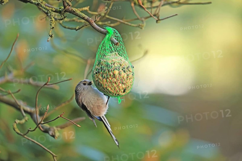 Long-tailed Tit (Aegithalos caudatus), hanging on a tit dumpling, Arnsberg, North Rhine-Westphalia, Germany