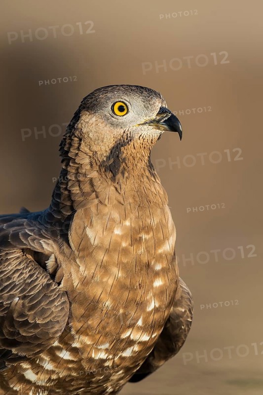 European Honey Buzzard (Pernis apivorus), Eilat, Israel