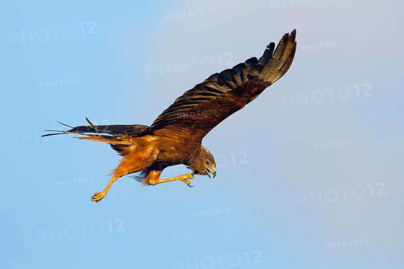 Swamp Harrier (Circus approximans) juvenile flying, Victoria, Australia