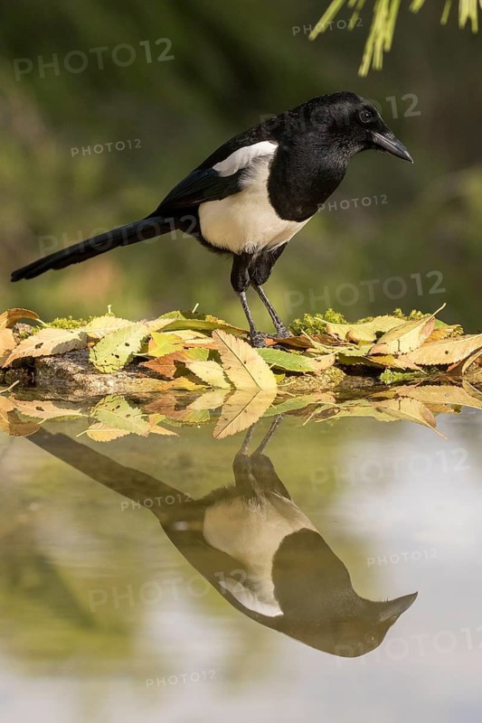 Eurasian Magpie (Pica pica) at a waterhole, Madrid, Spain
