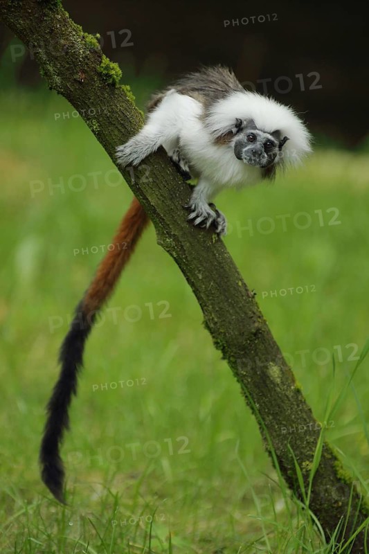 Liszt's (Callitrichidae) monkey, branch, climb, tail, long, pinché monkey, monkey, tamarin (saguinus), tamarin, marmoset, marmoset (Saguinus oedipus), Anthropoidae, New World Monkeys (Platyrrhini), dry-nosed monkeys, monkey, primates, primate, gentleman animals, monkeys, dry-nosed monkey, Primates, Haplorhini, mammal, animal, vertebrate, captive