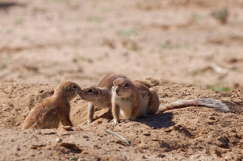 Cape ground squirrels (Xerus inauris), adult animals, at the burrow entrance, nose to nose, display of affection, Kgalagadi Transfrontier Park, Northern Cape, South Africa